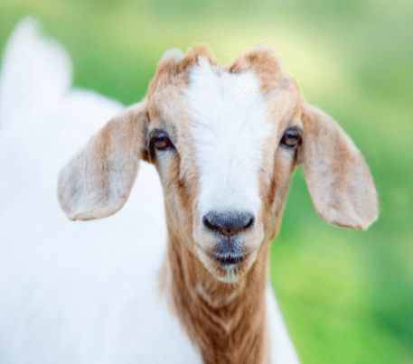 Goat