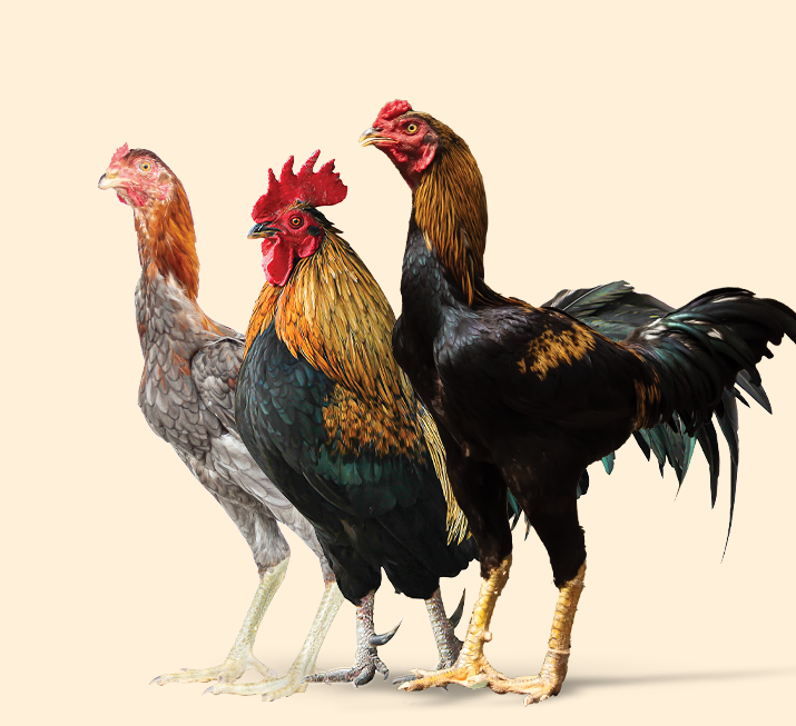 Country Chicks
